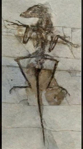 Part Bird, Part Dragon?! | The Incredible Microraptor Discovery #Microraptor #Dinosaur