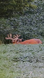 Finding bucks in the summer months and making plans for fall. Have you seen this week’s episode? 🦌#hunting #deerhunting #bowhunting #bigbucks #velvetbucks #realtree #whatgetsyououtdoors | Midwest Whitetail