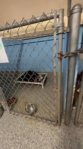 33K views · 1.2K reactions | Our sweetest doll Petunia is not feeling...