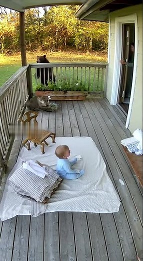 Security Camera Shows Cat Attacking Bear to Save Baby