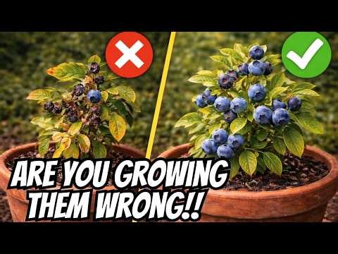 ⚠️ Why Blueberries Fail in Containers 🫐 (And How to Fix It) 🌱