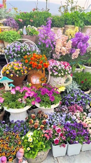 Spring's Colorful Pansy Show: Your Ultimate Annual Flower Guide