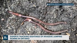 Asian jumping worms have been spotted in parts of Ontario, including in Dundas. As Nick Westoll reports, there is concern the invasive worms could spread to forests and cause damage. | CityNews Toronto