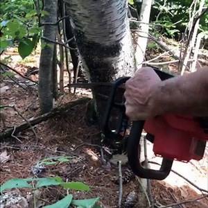 Full throttle in under 1 second. M18 FUEL™ 16" Chainsaw. > http://ms.spr.ly/6189TM6dD Video Credit: aaronthomasaquinas | Milwaukee Tool