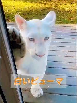 The tumultuous life of an albino puma #animals #animals