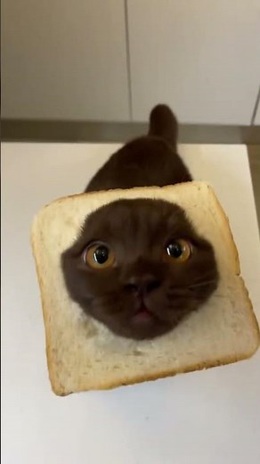 Try Not To Laugh With These Funny Cats 😹 | Cat Fails Compilation