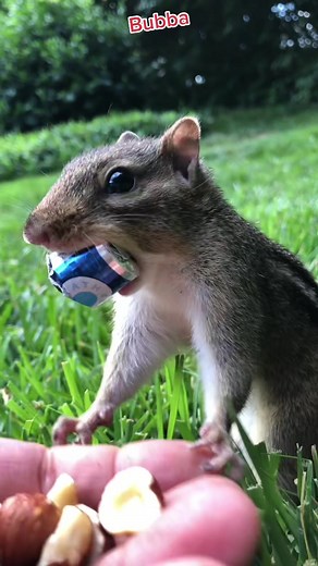 I accidentally gave Bubba my Breath Savers and he refused to give them back #fypシ #funny #silly #bubba #chipmunk #viral