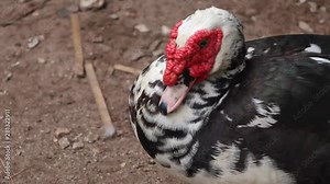 Duck looking at the camera, close up. Close up scene a duck. He remain quiet and then look at the camera