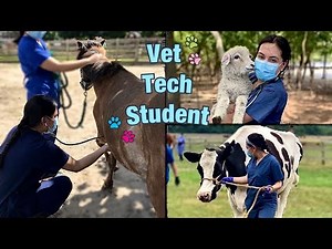 Day In My Life As a Vet Tech Student - Farm Animals