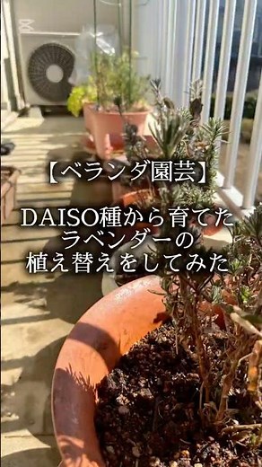 【ベランダ園芸】DAISO種で育ったラベンダーの株分けしてみた#ベランダ菜園 #園芸 #daiso #ダイソー購入品 #日常生活 #gardening