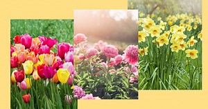8 fleurs à planter au printemps pour fleurir son jardin