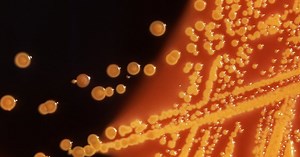 Scientists find new bacteria which can fight climate change, soil pollutants