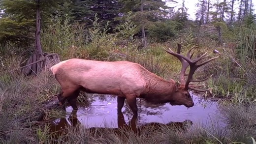 And this is why wallows are goated #elk #bullelk #elkhunting #hunting #bowhunter #outdoors #animals #hunting #tvoutdoors #hunttok 🎥:DeepWater