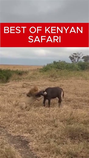 Best of Kenyan Safari – Africa’s Ultimate Wildlife Experience #top5kenya #tourism #wild