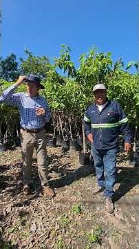 Anacahuita Cordia boissieri #viverosregionales #adriancavazoscavazos #vivero #nuevoleón #ecologia