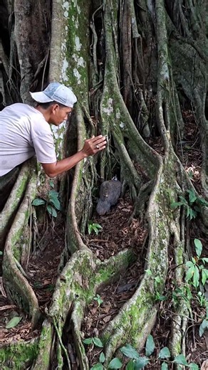 jungle fowl nesting in haunted trees #amazing #nature #shortsviral