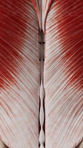 Full 3D muscle anatomy model