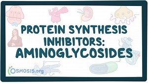 Protein synthesis inhibitors: Aminoglycosides: Video, Causes, & Meaning | Osmosis