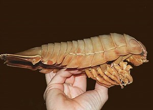 Sea louse - Alchetron, The Free Social Encyclopedia