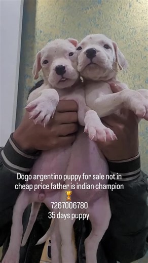 Dogo Argentino Kanpur on Instagram: "Dogo argentino puppy for sale not in cheap price #dogoargentino #viralreels #bestdogs #dogsofinstagram #dogshow #dogsofinstagram"