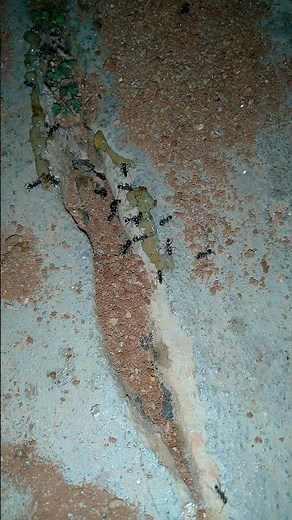 How to Get Rid of Small Ants Inside the House