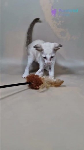 Adopt Grand – Blue Tabby Siamese Oriental Shorthair Kitten 💎 Playful & One of a Kind! #orientalcat