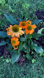 3.3K views · 52 reactions | A staple flower around our farm echinacea...