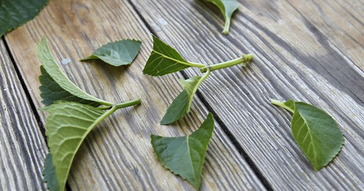 Hortensien vermehren: So einfach geht’s