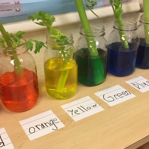 celery experiment- day 1