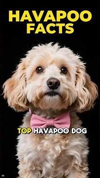 HAVAPOO FACTS 101 ✅ Fun Designer Dog Breed Info Guide & Top Training Tip You Need to Know Videos!