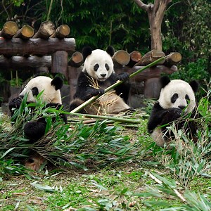 瑞喜、乔怡A-中国大熊猫保护研究中心