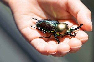 The 9 Insects to Keep as Pets