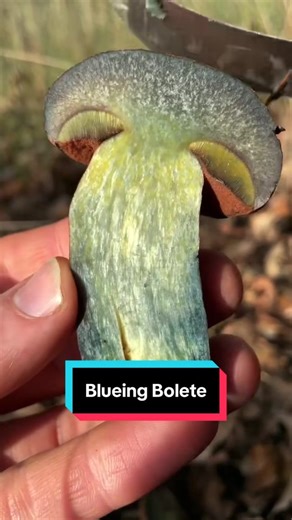 Liver Bolete (Suillellus amygdinalinus), edible when cooked. Learn more about how to identify edible boletes in my book “Passport to Kingdom Fungi”!