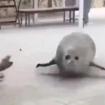 Bouncing Seal