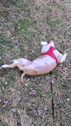 Hamish - New foster #adoptme #Michigan