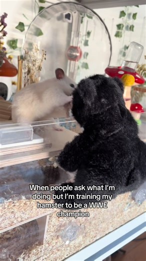 Training Your Hamster to Be a WWE Champion