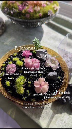 Pinguicula Garden Tutorial: Set Up Your Pingdom