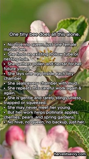The Solitary Bee That Feeds Spring