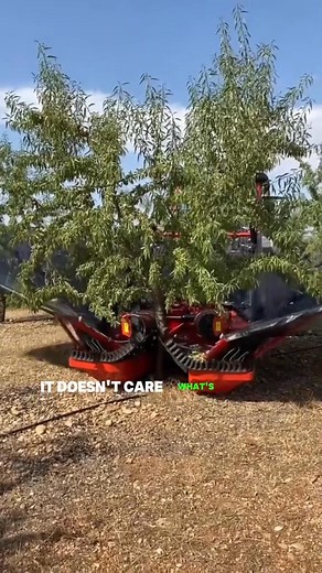 1K views | Fruit Tree Shaker #harvester #fyp #knowledge#machine #tree | Colt Science | Facebook
