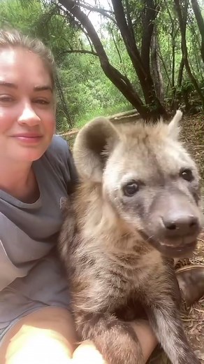 African Hyena Pets: Adopting a Unique Pet from the Wild