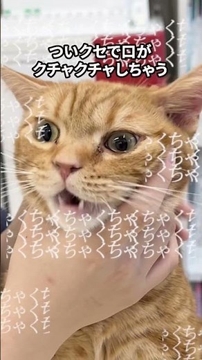 A close look at cleaning an American Shorthair's ears! #LifeWithCats #Cats #Pets #VeterinaryHospi...