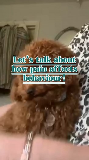 Not all ‘bad’ behaviour is what it seems 👇🏼 80% of severe behaviour cases I work with always have one thing in common..... PAIN 😢 Pain can disguise itself as aggression, anxiety, or frustration. Often, the behaviour we see is a cry for help! Punishment or harsh corrections aren't the answer. Understanding and treatment are 🙌🏼 At Paws Up Dog Training, we dig deeper! We ask why & find the cause—then we implement a lasting solution that suits 😊 Have you ever noticed a sudden change in your do