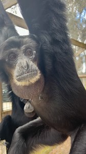 92K views · 2.9K reactions | Sounds of siamangs.. #siamang #primate #ape #animals #sanctuary #coolanimals #cuteanimals #toocute | Animal Preservation & Education Sanctuary - A.P.E.S | Facebook