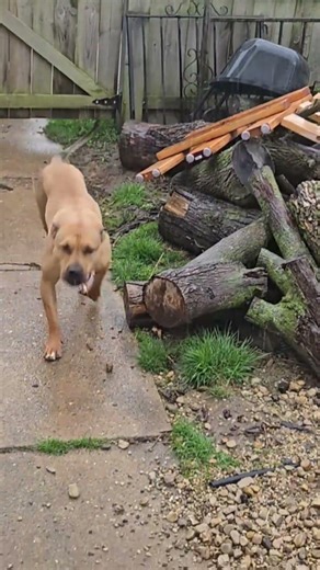 "Buster" tries to fight the rain! #pitties #dog
