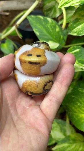 Emoji Snake - Ball Python SMILE 😀