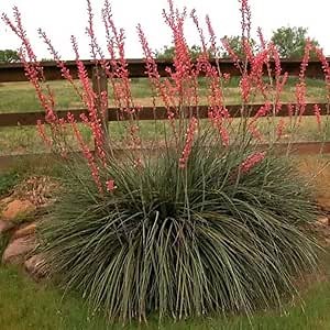 Outsidepride Red Yucca Seeds for Planting - 50 Pcs Drought Tolerant Flower Seeds with Evergreen Foliage & Pollinator-Friendly Flowers, for Xeriscaping, Dry or Sandy Landscapes