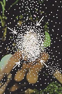 Planetário - Where to Watch