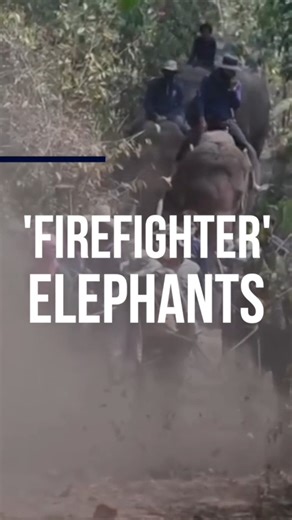 Three rescue elephants in Chiang Mai carry logs to prevent wildfires, assisting firefighters and protecting the forest during the critical crop burning season. | China Daily