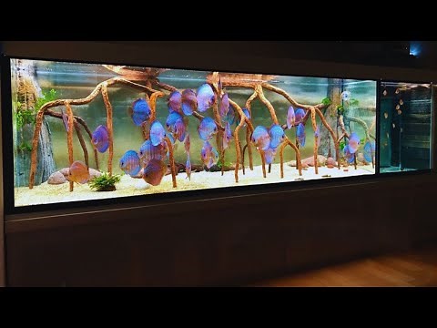 Massive 5000 Liters Discus Tank - 1330 Gallons Planted Discus Aquarium