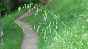 Wild oats grow near a path on a farm hill with green grass (Avena fatua, Avena ludoviciana). Poaceae family in summer